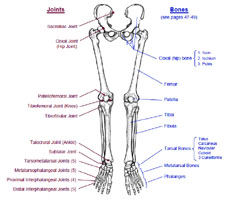 Bones and Joints of the Lower Extremity