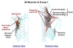 Muscles that move the Scapula/Clavicle       (static image for preview)