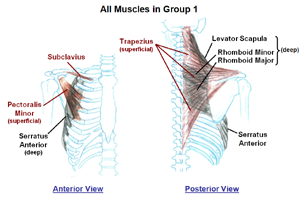 Muscles that move the Scapula/Clavicle