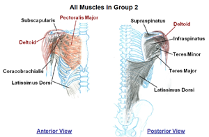 Muscles that move the Shoulder Joint       (static image for preview)