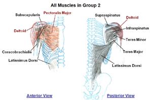 Muscles that move the Shoulder Joint