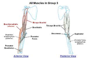 Muscles that move the Elbow and Forearm