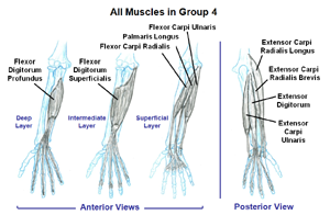 Muscles that move the Wrist, Hand and Fingers       (static image for preview)