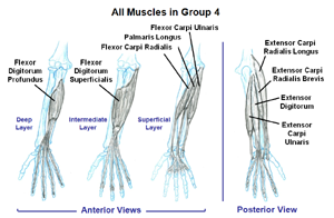 Muscles that move the Wrist, Hand and Fingers