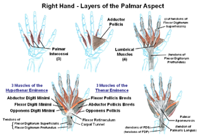 Intrinsic Muscles of the Hand       (static image for preview)