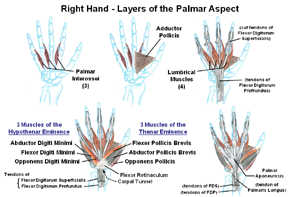 Intrinsic Muscles of the Hand