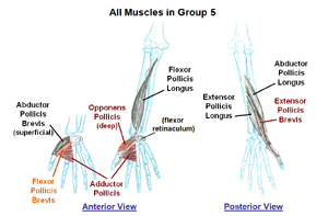 Muscles that move the Thumb       (static image for preview)