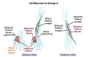 Muscles that move the Thumb