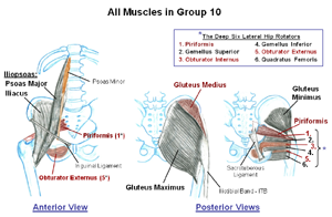 Muscles that move the Hip Joint (Part 1)       (static image for preview)