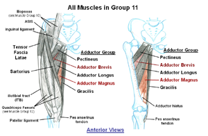 Muscles that move the Hip Joint (Part 2)       (static image for preview)