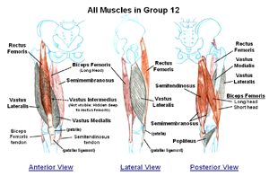 Muscles that move the Knee (and Hip Joint, Part 3)       (static image for preview)