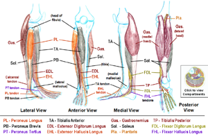 Muscles that move the Ankle, Foot and Toes       (static image for preview)