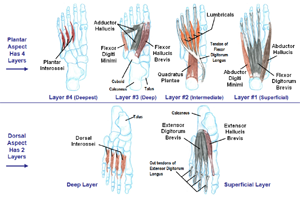 Intrinsic Muscles of the Foot       (static image for preview)