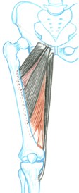 Brain-Friendly Muscle Viewer - Group 11 - Hip Joint (Part 2)