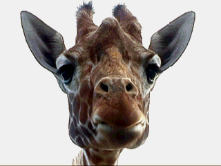 giraffe